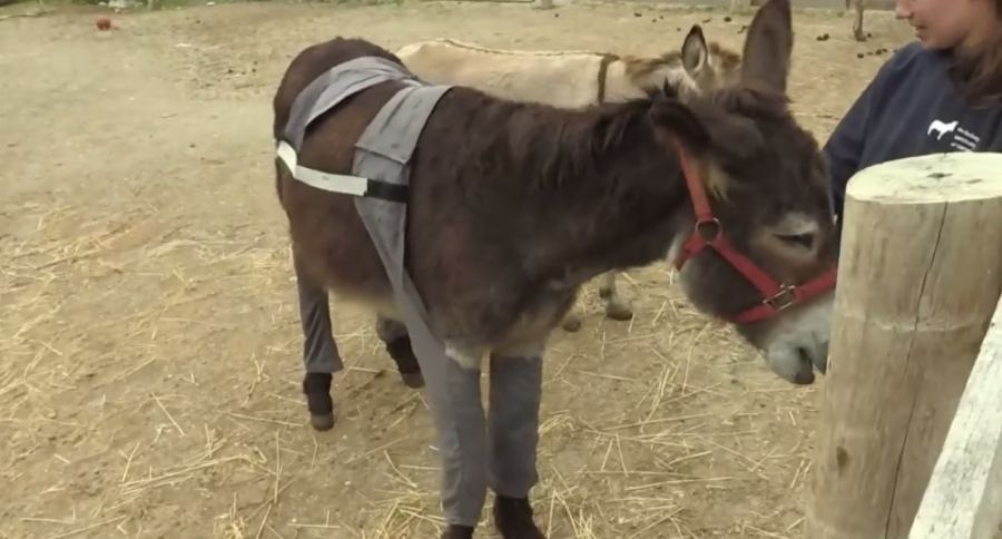 Donkey Pants
