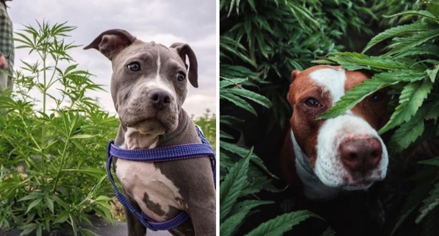 CBD For Pets