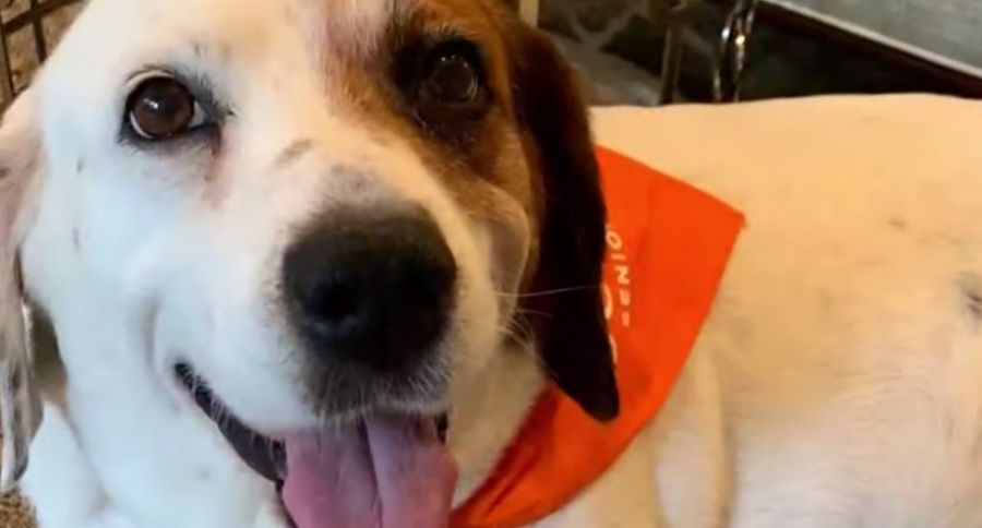 Rescue Dog
