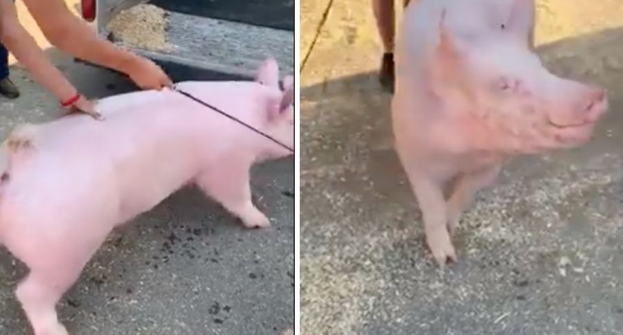 Pig Abuse