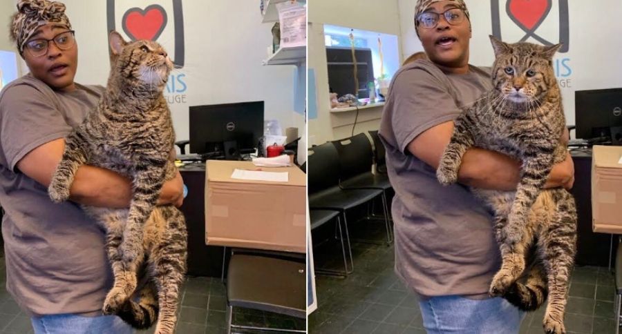 Massive Cat