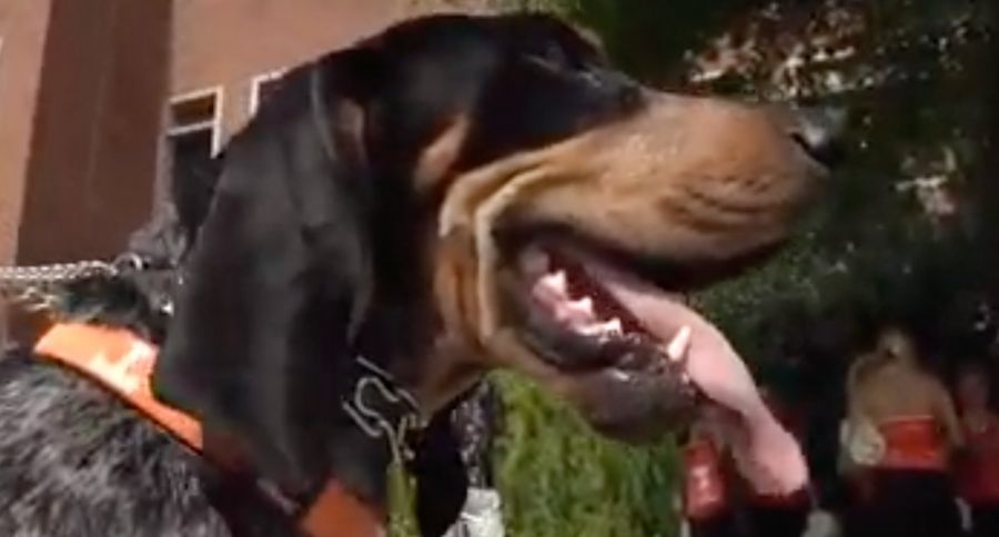 Bluetick Coonhound