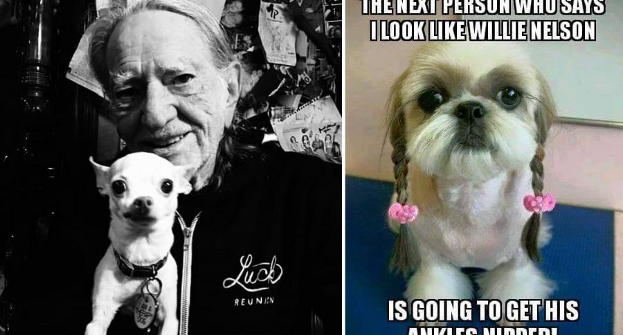 Willie Nelson CBD Line For Pets