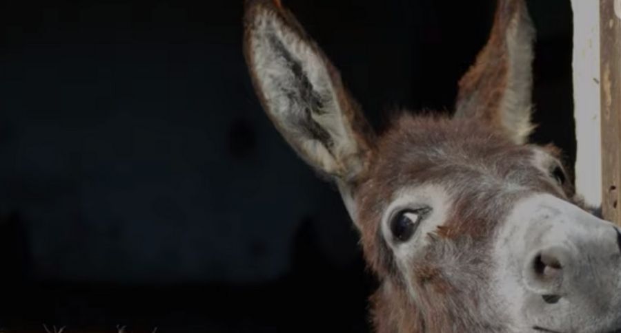 Donkey Rescued