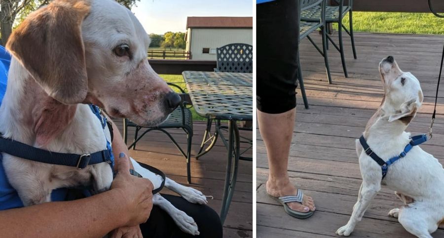 Dog Abuse Hoax