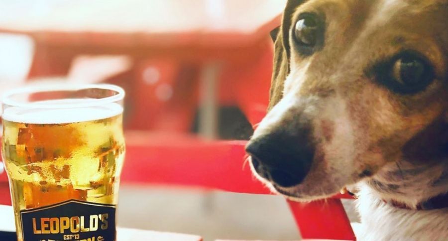 Dog Patios