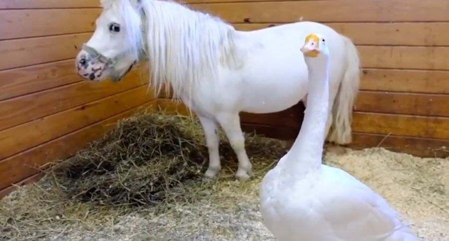 Pair Up For Adoption