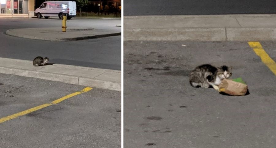 Blind Cat