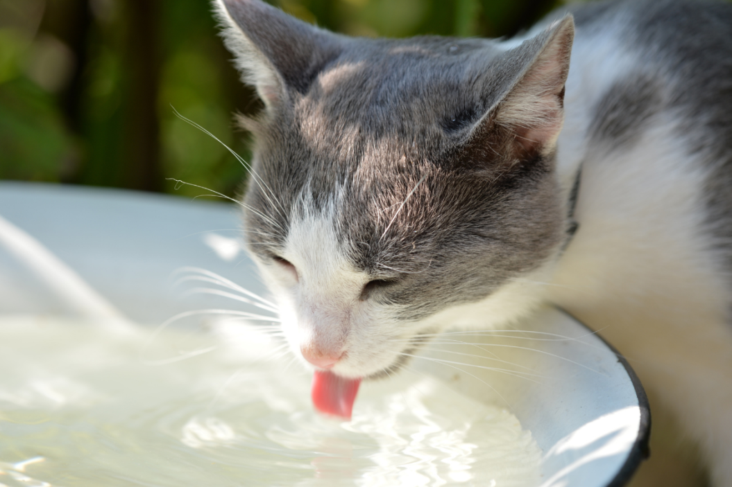 grey and white cat drinking water outside
