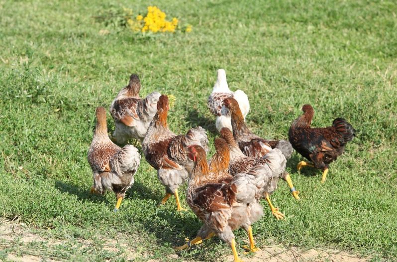 chickens playing