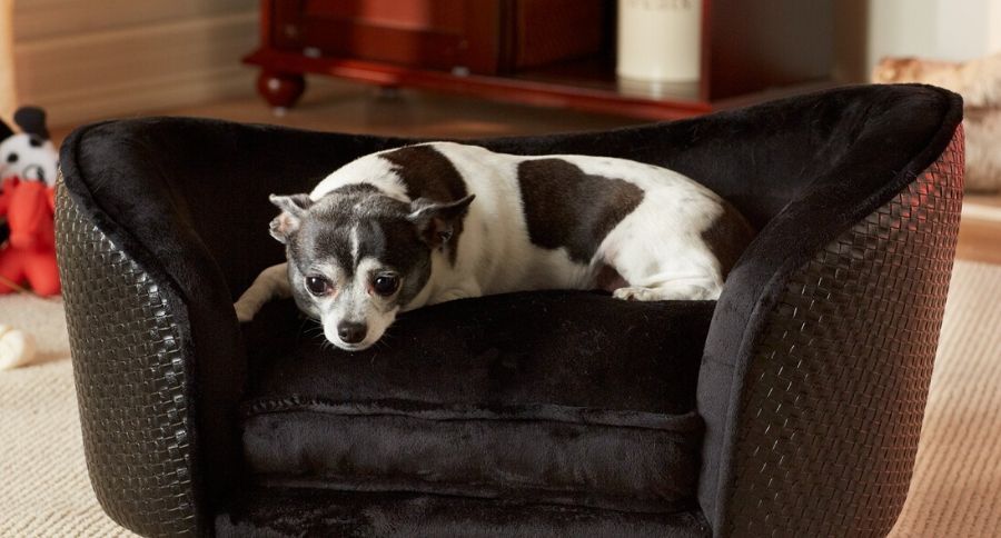 dog sofa couch FI