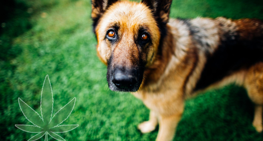 CBD Oil Anxiety Dogs