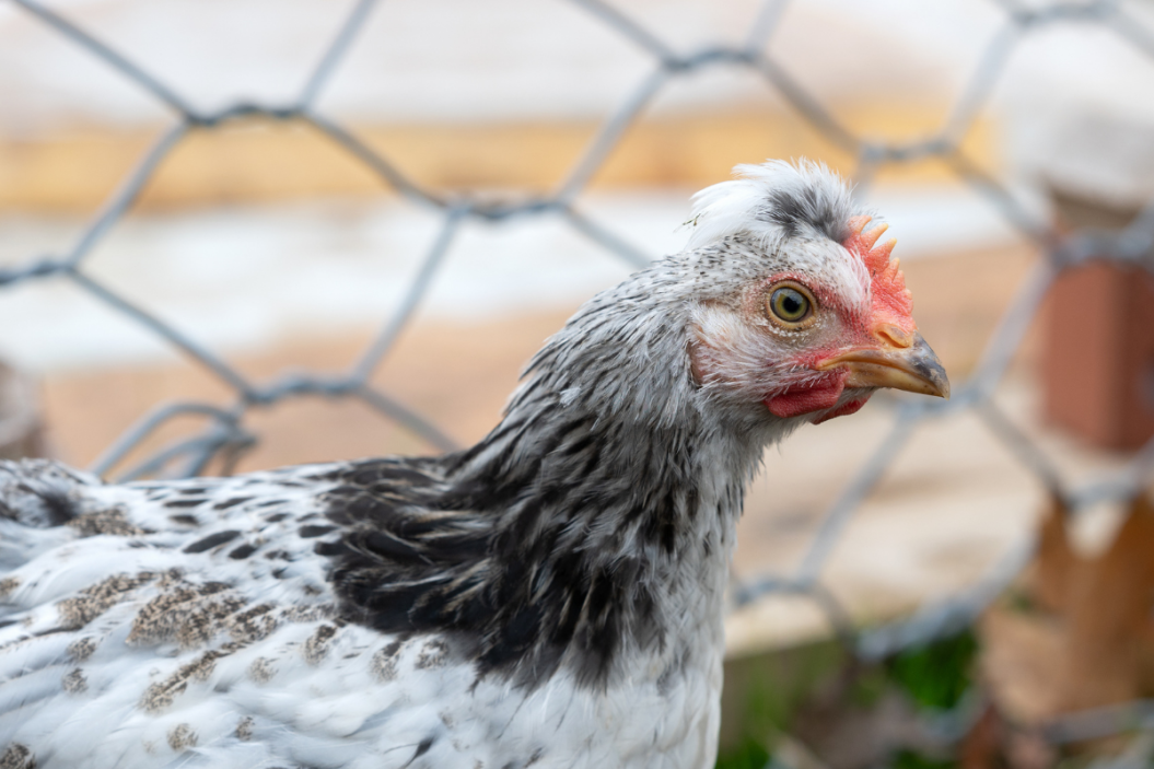 Crested cream legbar chicken in its coop.