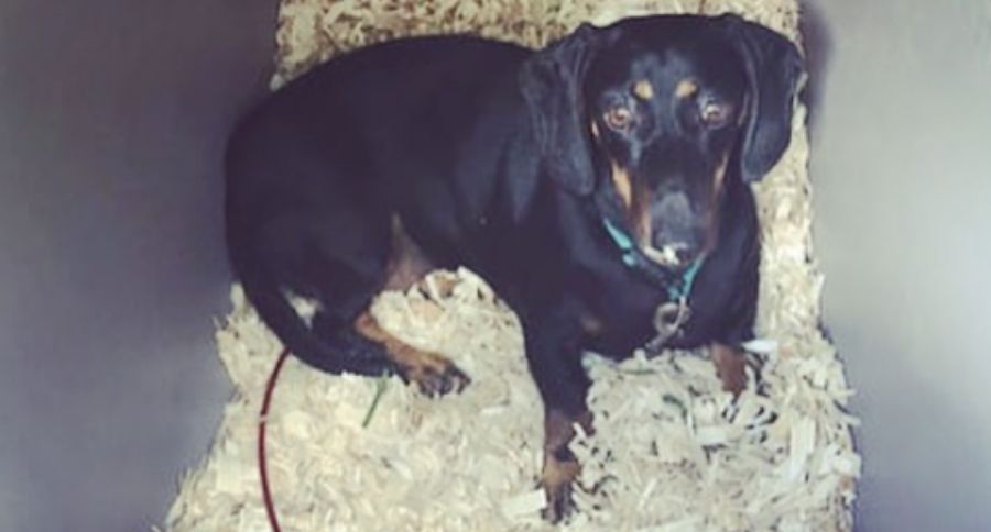 Elsa in underground dog house