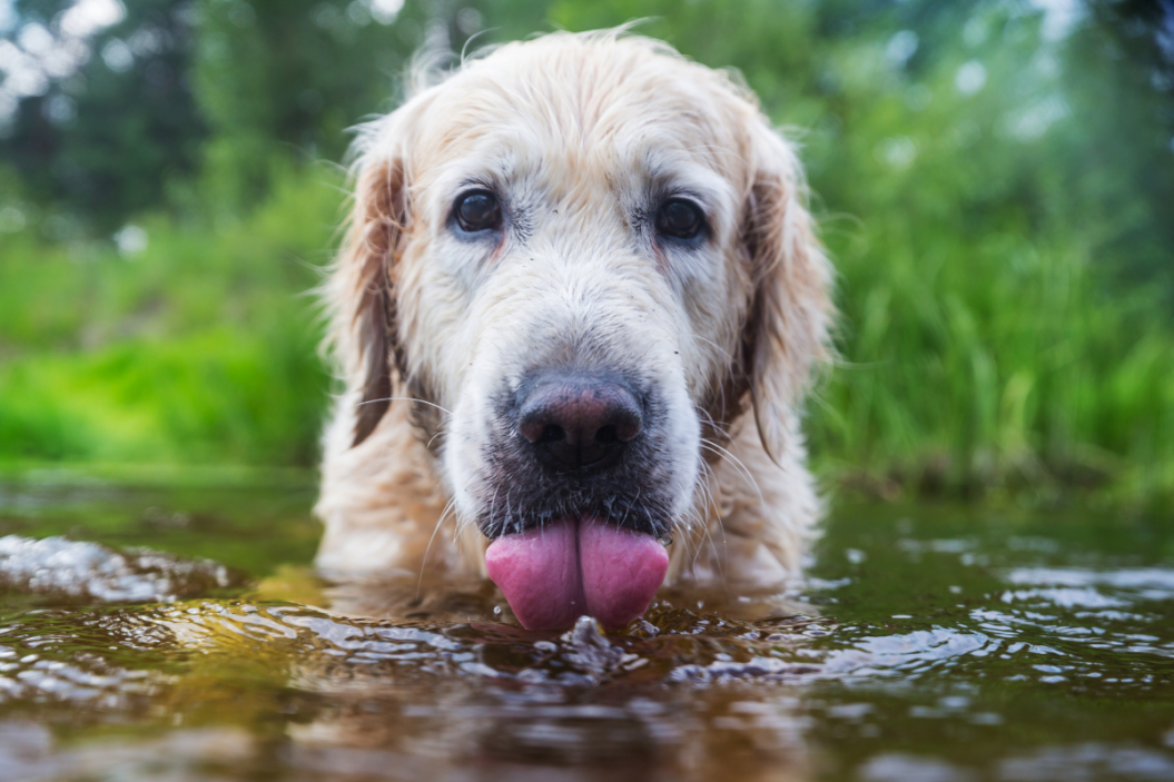 World's oldest pets include dogs, cats and birds.