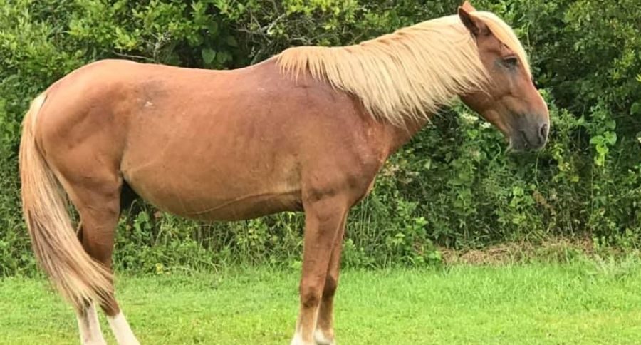 Outer Banks Horses