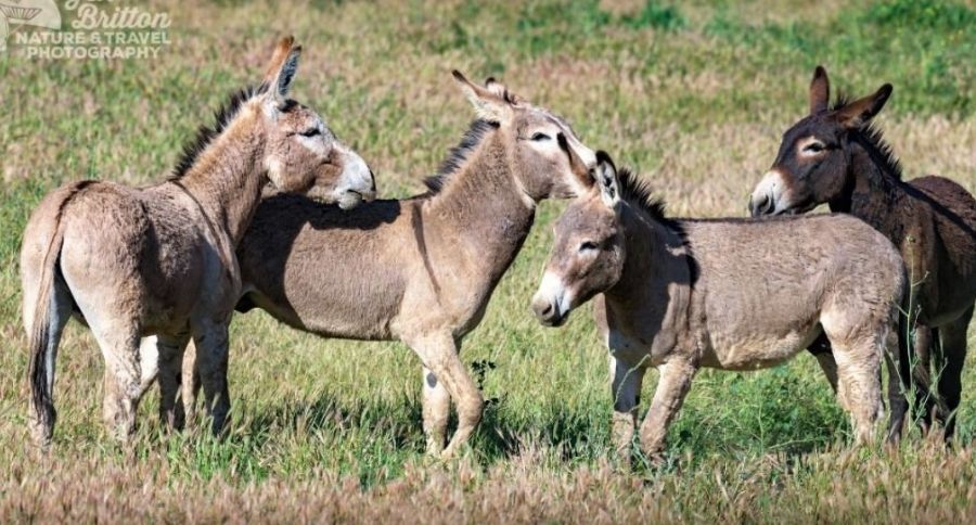 Wild Burros
