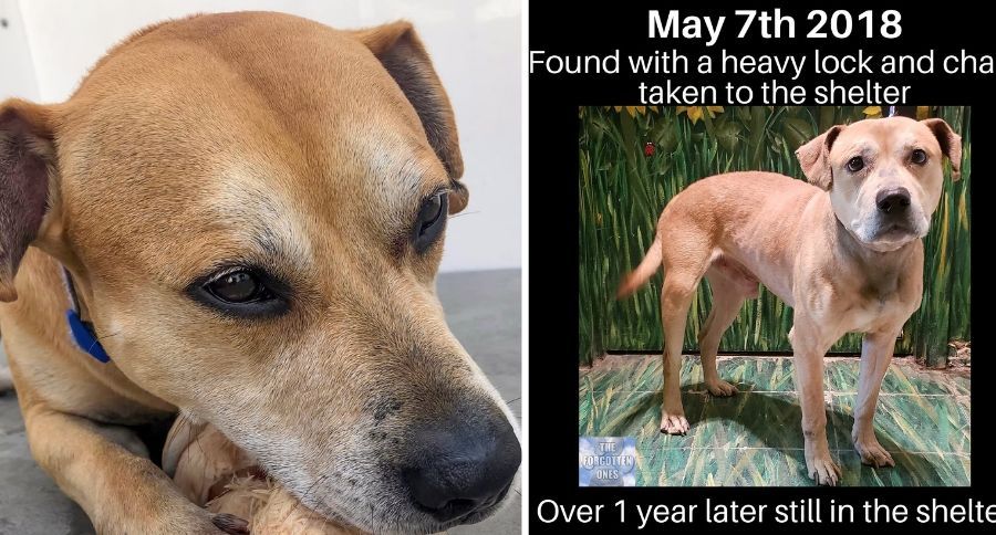 Lox Senior Dog