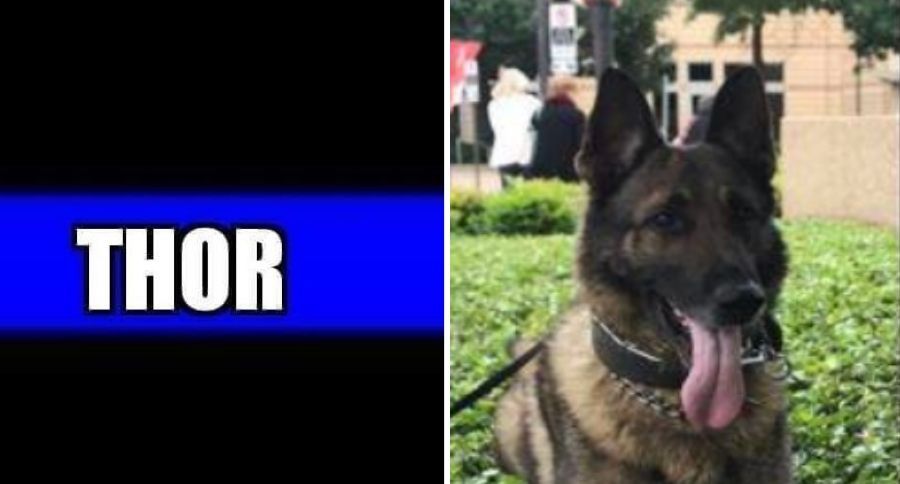 Police K9