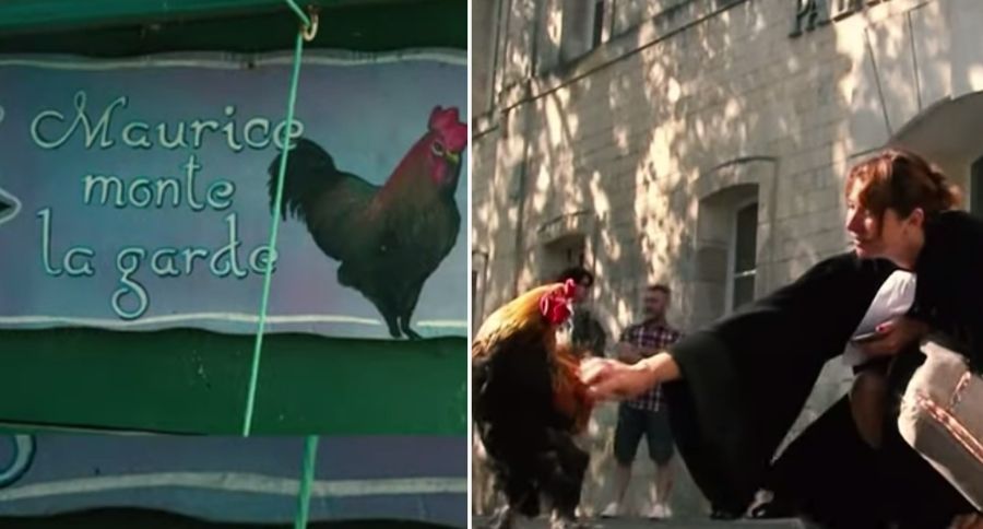 Rooster Wins Court Case