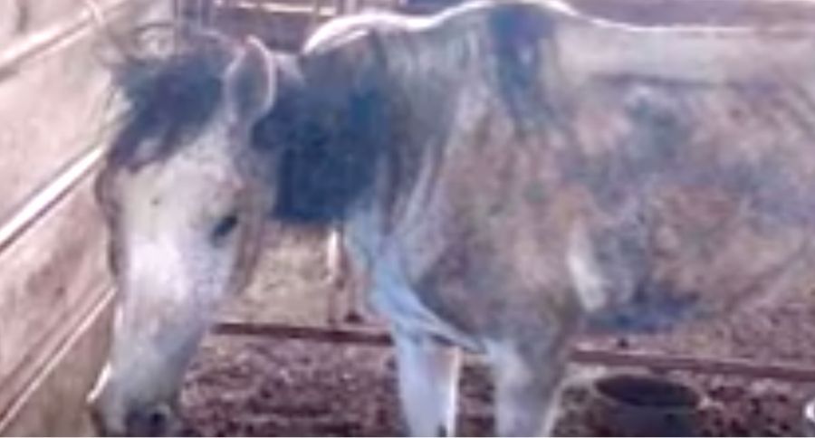 Animal Cruelty Case