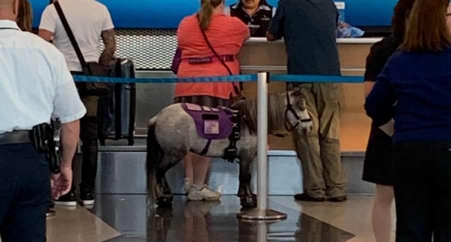 Mini Horse