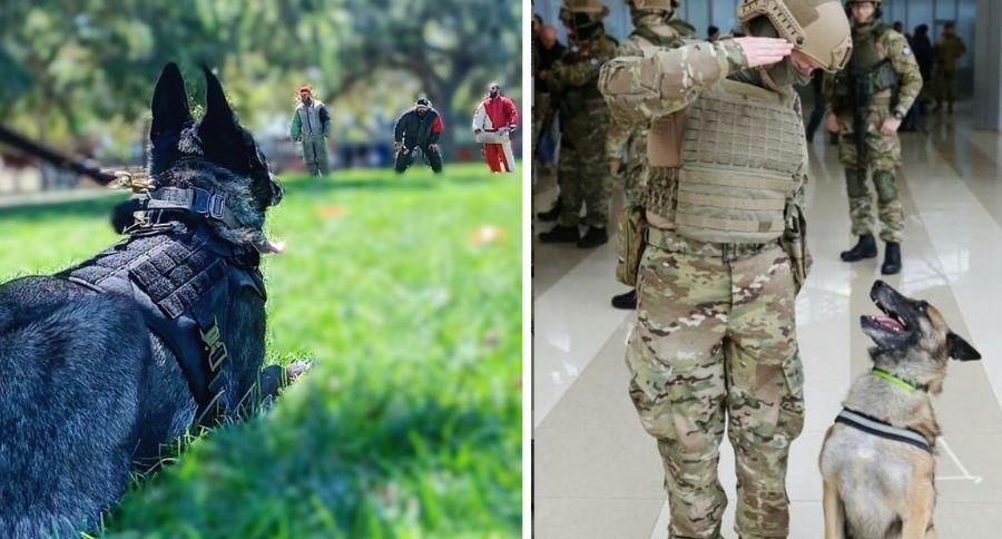 Military Dogs
