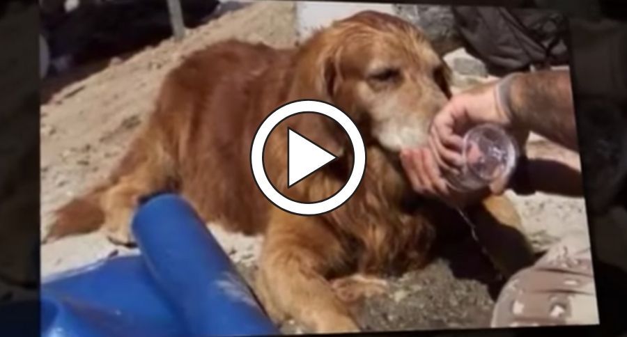 9/11 Search And Rescue Dog