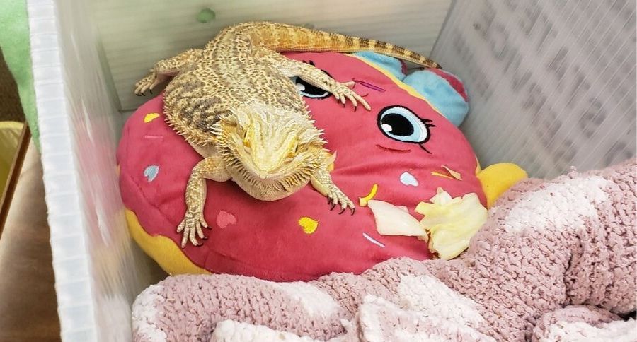Bearded Dragon