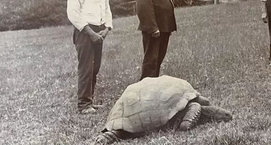 Oldest Tortoise
