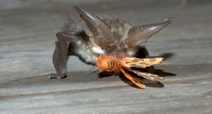 Bats