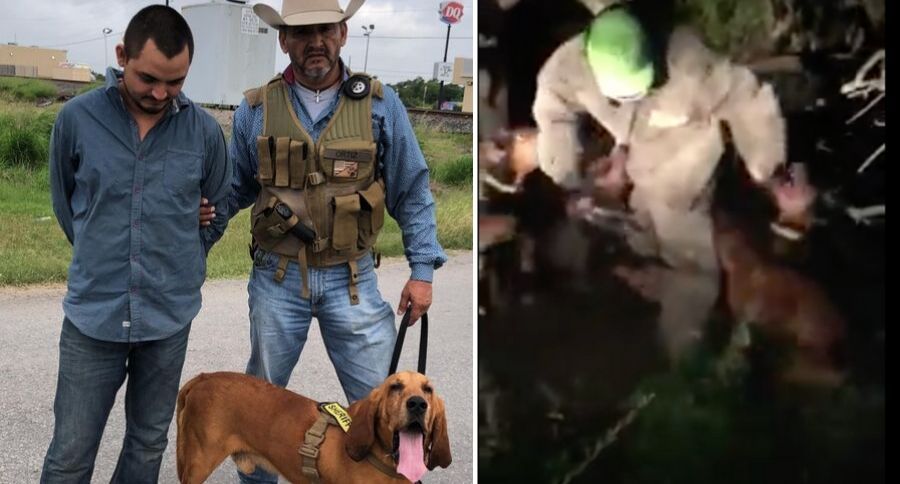 Texas Hounds
