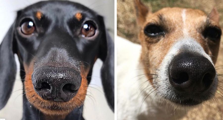 Dog's Nose