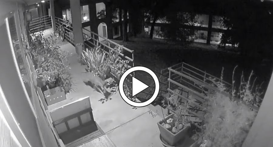 Coyotes In Austin