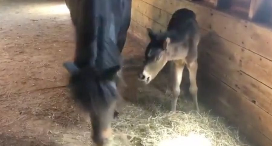 Rare Pony Born
