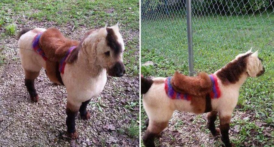 Mini Pony