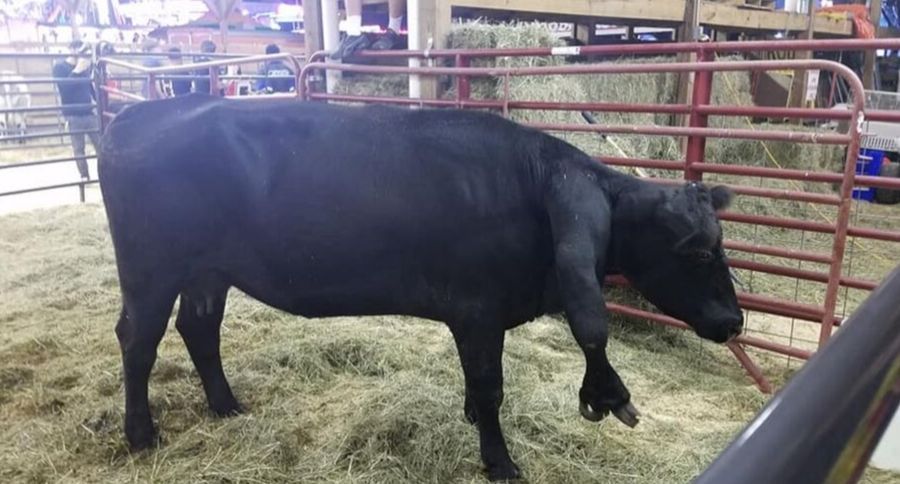 5th Legged Cow