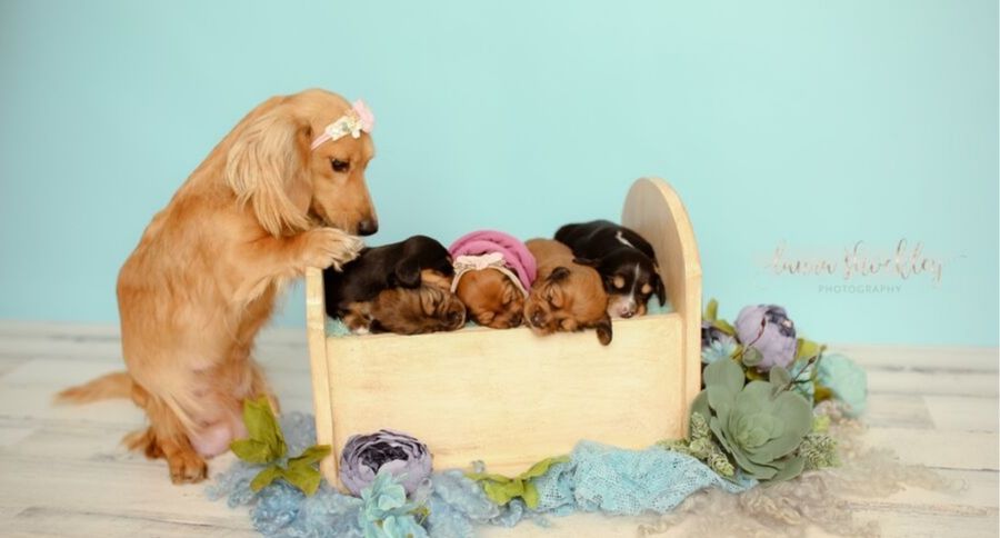 Doxie Photoshoot