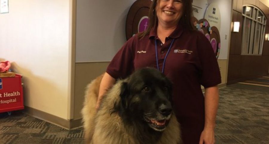 Therapy Animal