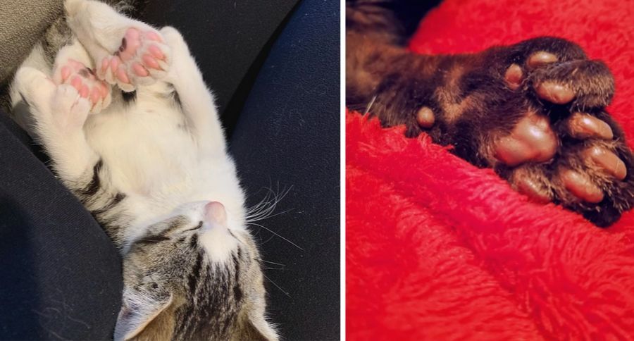 6-Toed Cats