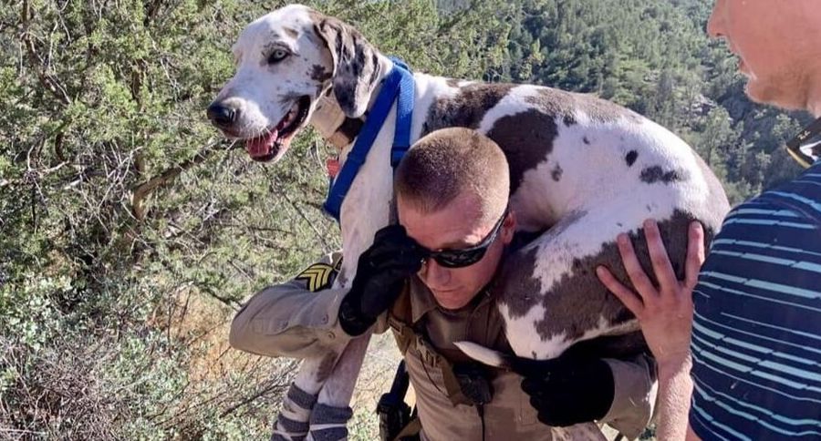 Great Dane Rescue