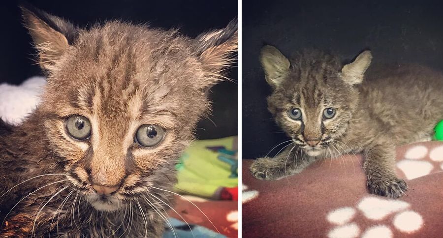 Bobcat