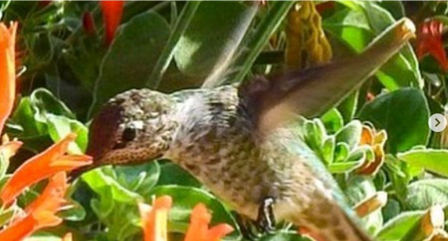hummingbird plants