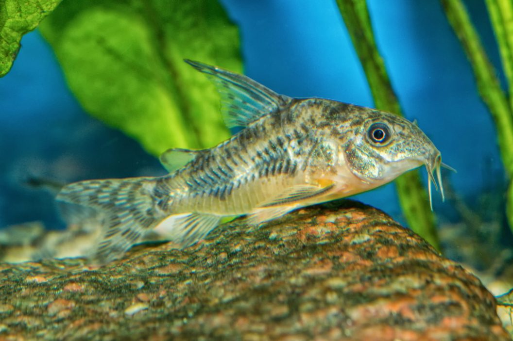 Cory Catfish