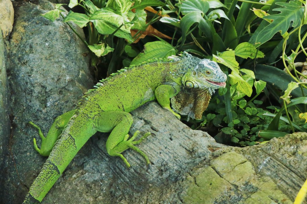 Chinese Water Dragon Lizard