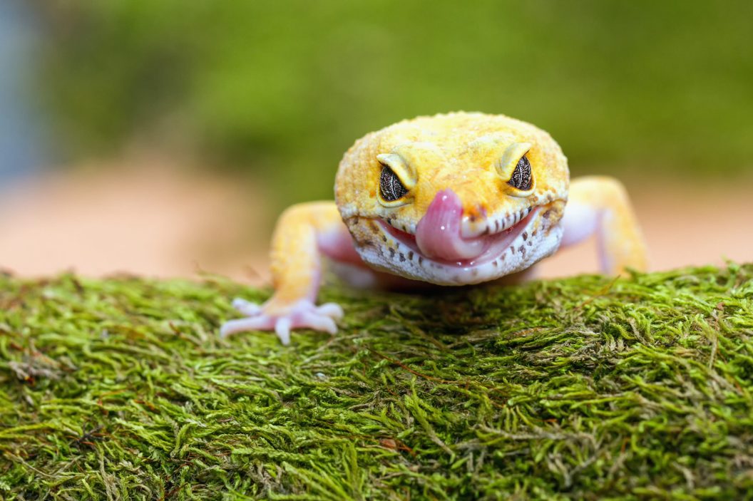 Leopard Gecko