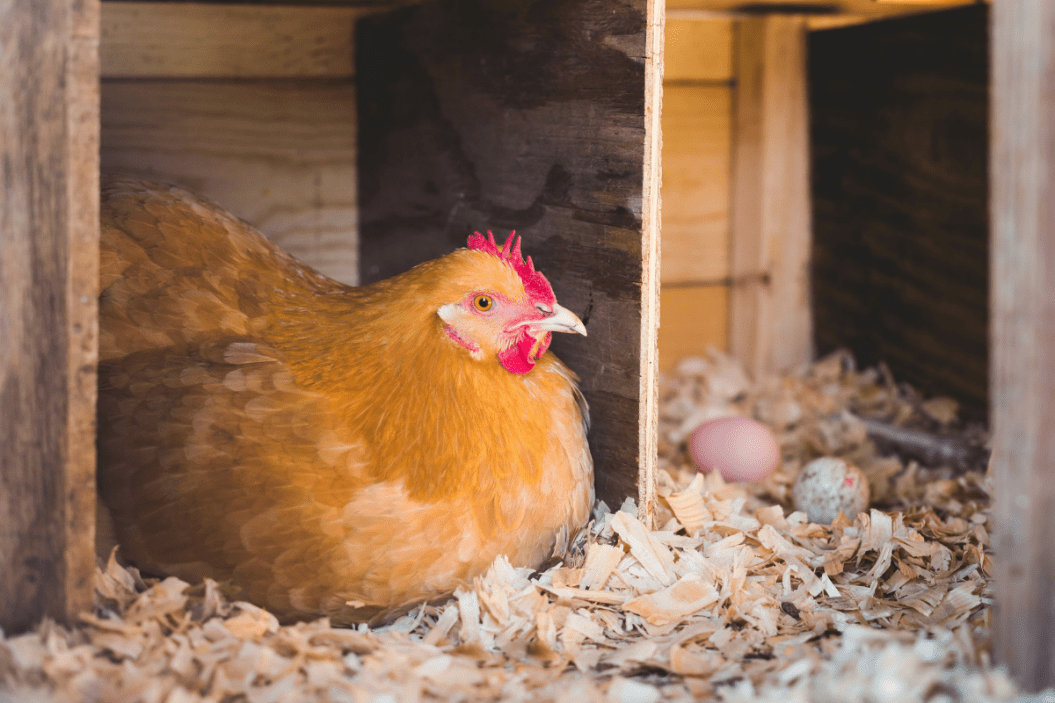 Chicken rests in its nesting box.
