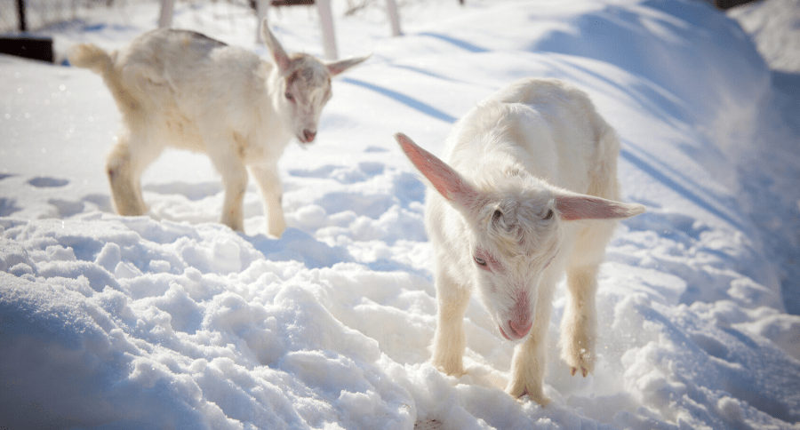Farm Sitters