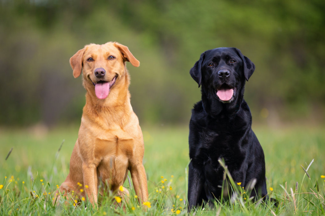 Two Labradors sit in a meadow.