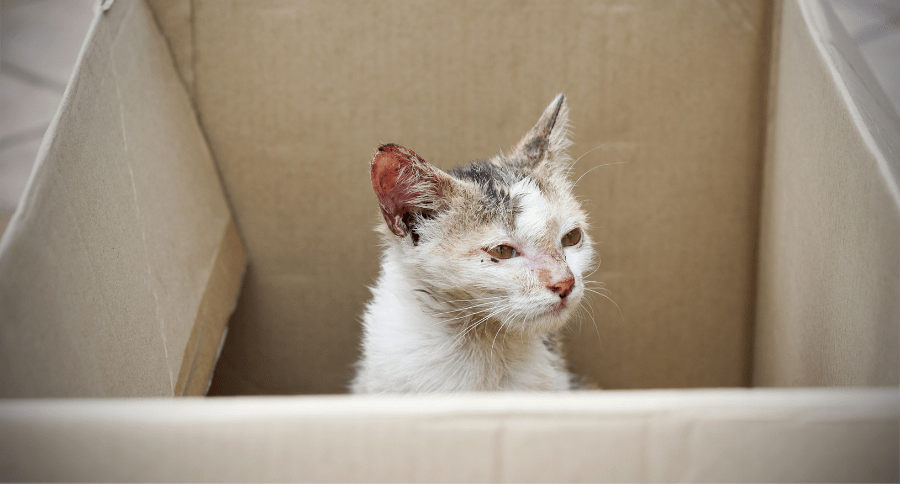 Mange In Cats